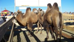 Тувинские верблюды-бактрианы