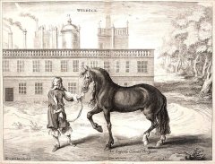 Андалусийская лошадь 1743 г.