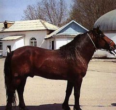 Казахский пони