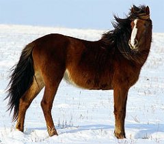 Казахская лошадь