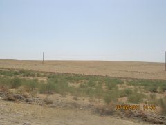 Ландшафт Сарыагашского района ЮКО. Август 2011 г. 