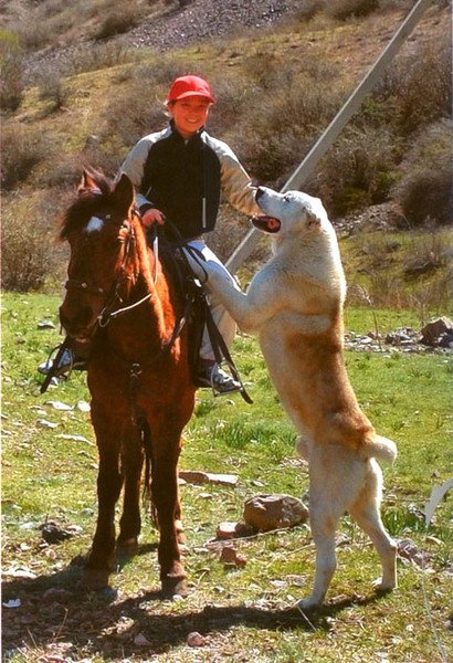 Казахская овчарка - волкодав Тобет